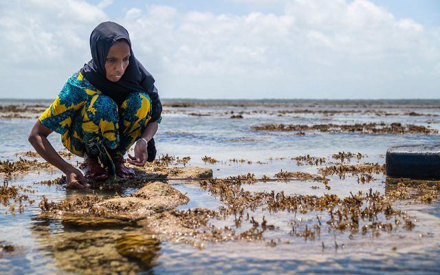 A woman kneels in shallow water, fishing for octopus, on a sunny day.