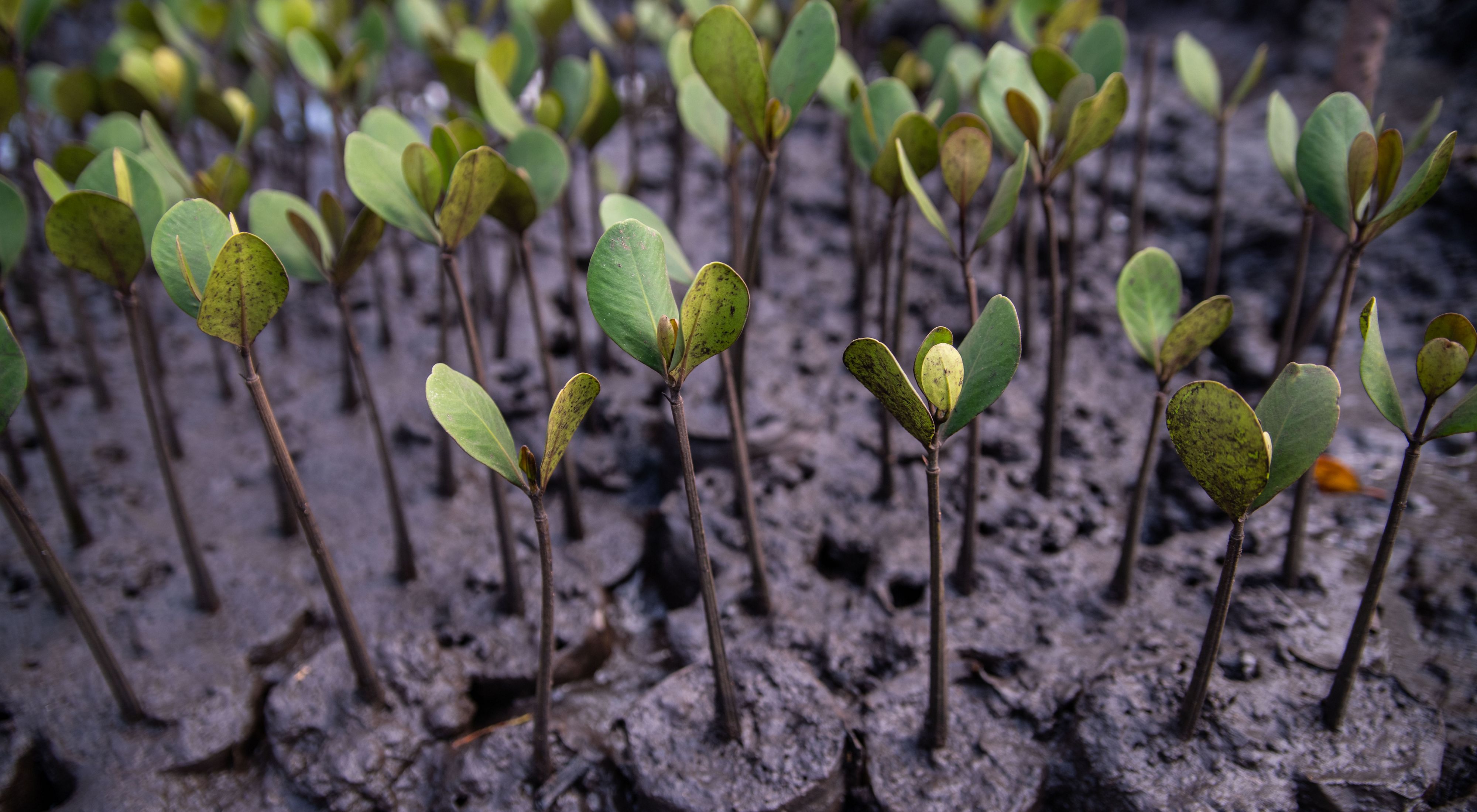 Shoots of young mangrove trees rise from the mud near the coast on an island in Kenya.