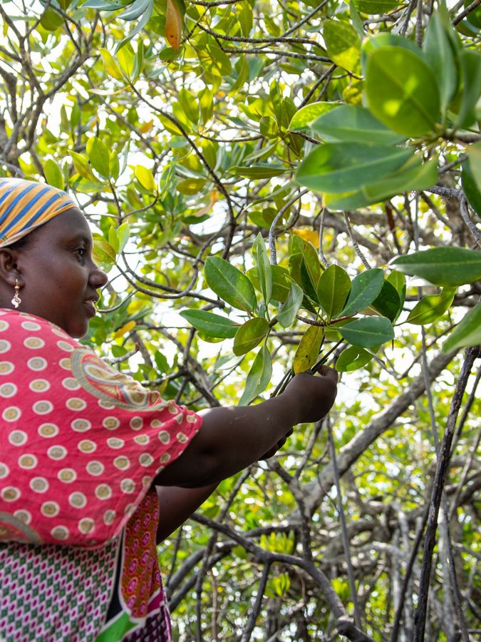 Woman in mangrove forest.