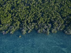 Aerial view of clear water & vegetation.