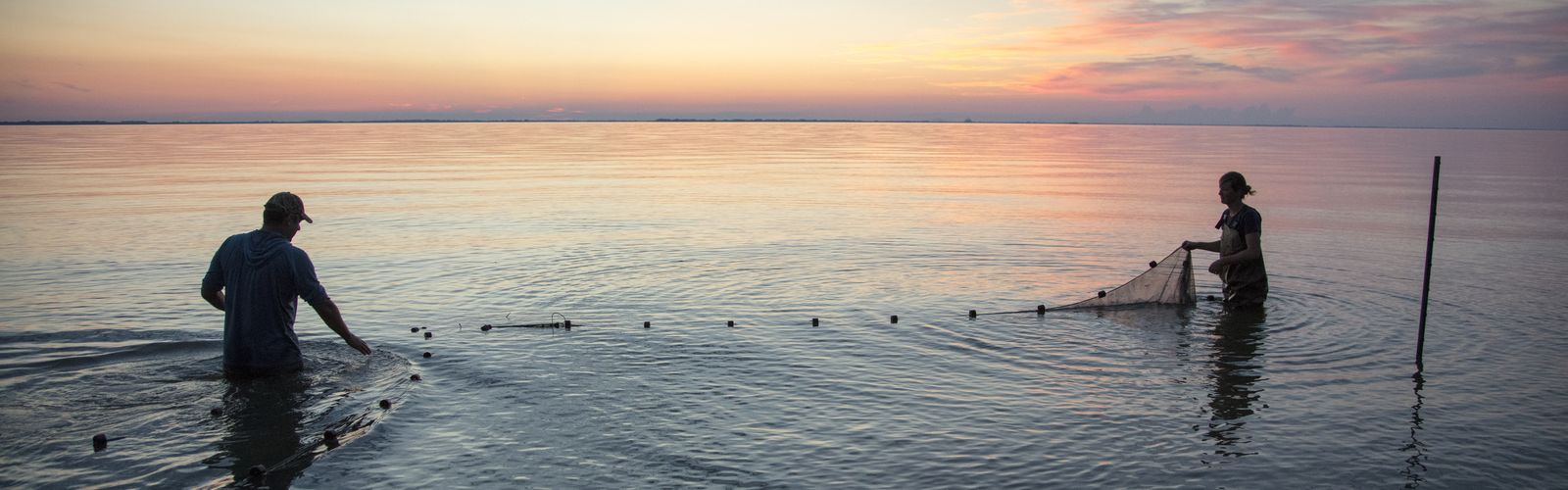 Matthew Kovach and Alexis Sakas stand waist deep in water and set fish traps in Lake Erie at sunset.