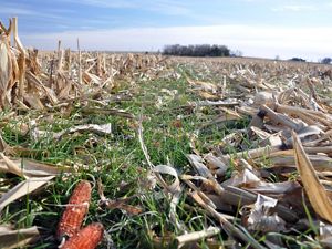 Photo of cover crops in corn residue in an Iowa field.