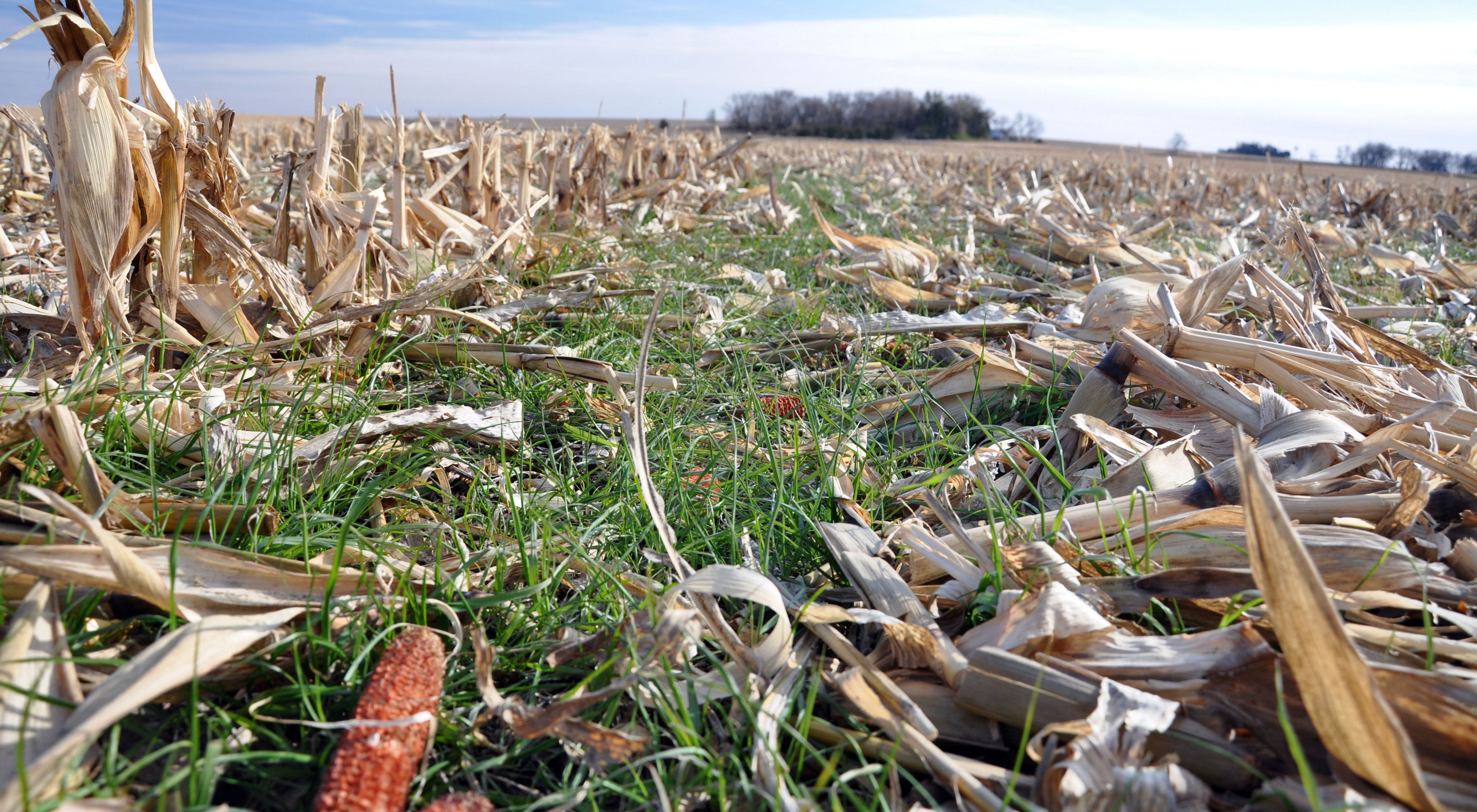 Photo of cover crops in corn residue in an Iowa field.