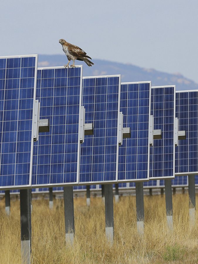 Hawk on solar panels.