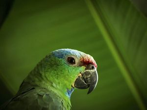 A red-browed parrot in the Amazon rainforest