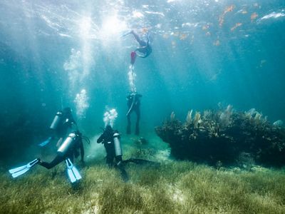 Reef monitor training