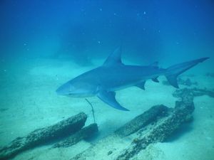 An murky, underwater view of a bull shark.