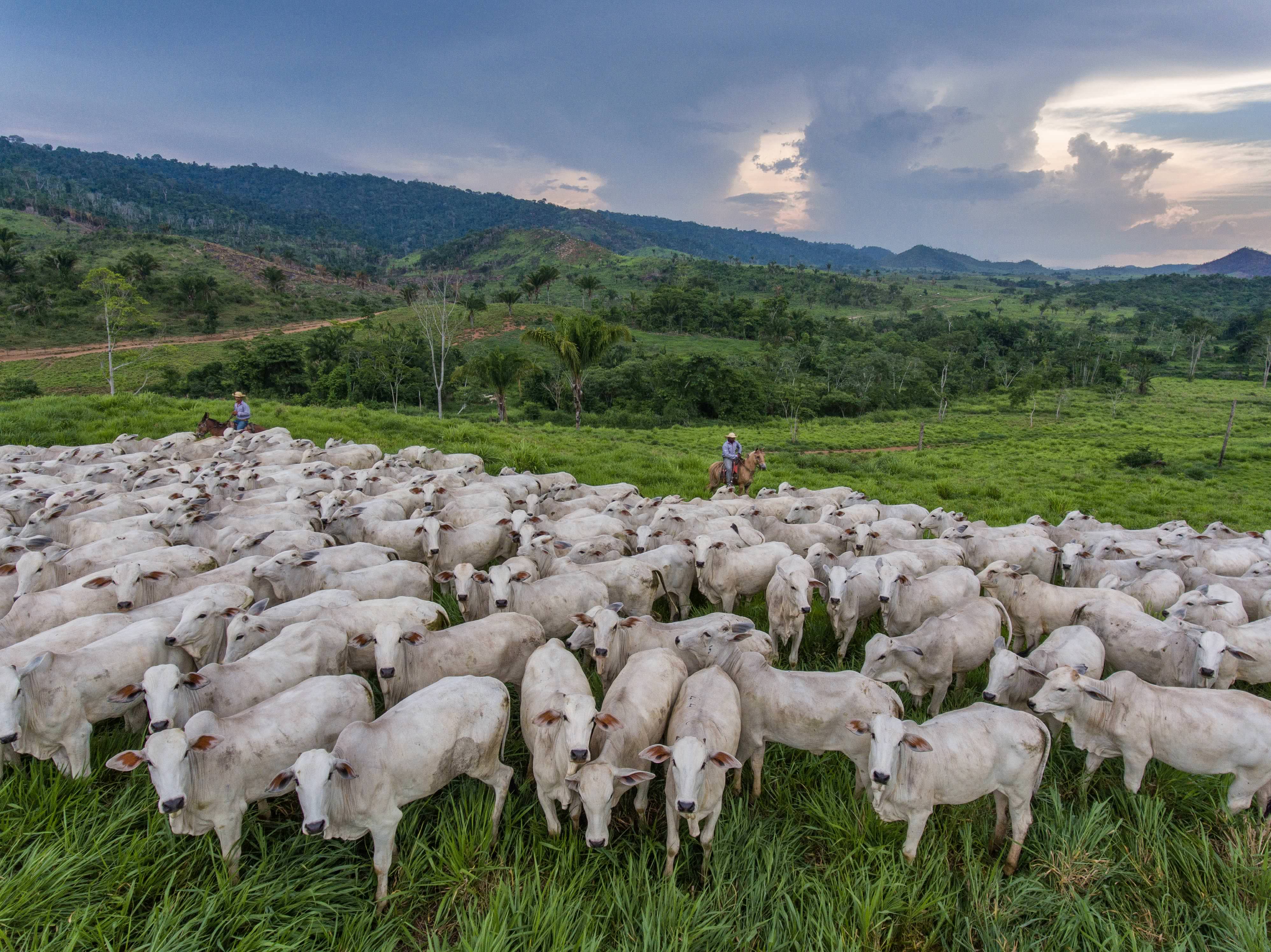 A herd of white goats crowd together in a meadow. A cowboy on horseback is behind them. A low mountain ridge lines the horizon.