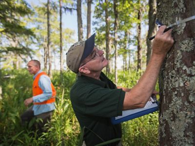 Two people examine trees in a wetland forest.