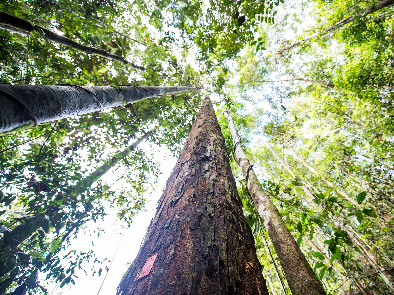 View from the ground up towards forest canopy.