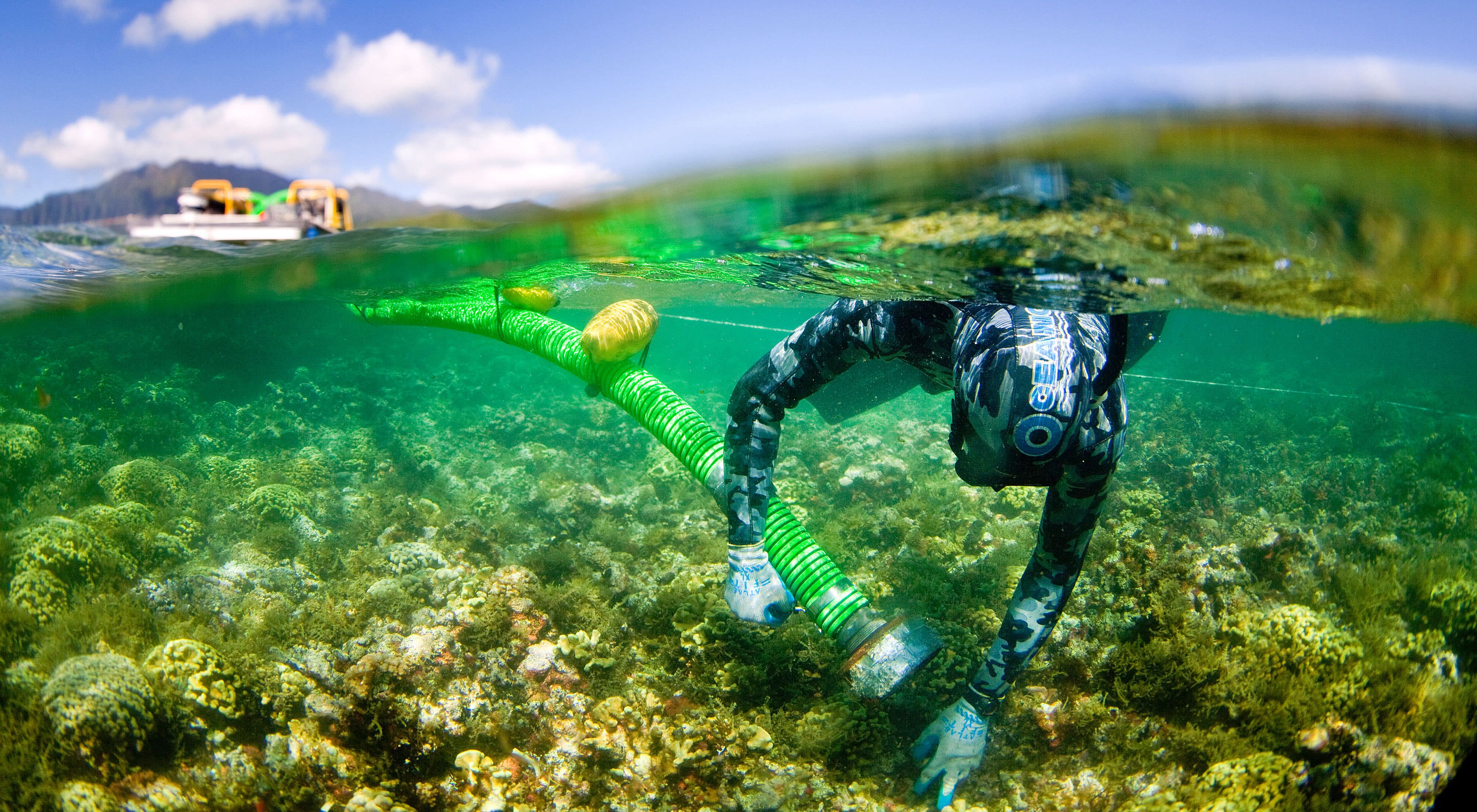 A diver hovers in blue ocean water above a patch of cor