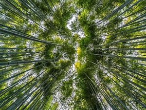 Upward view of a forest of trees against a clear sky.