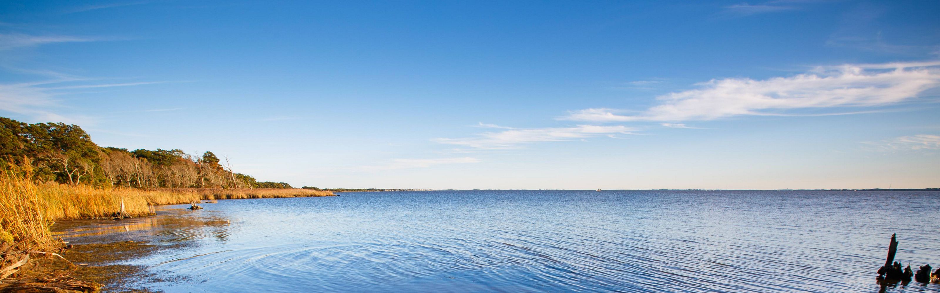 Trees along a shoreline.