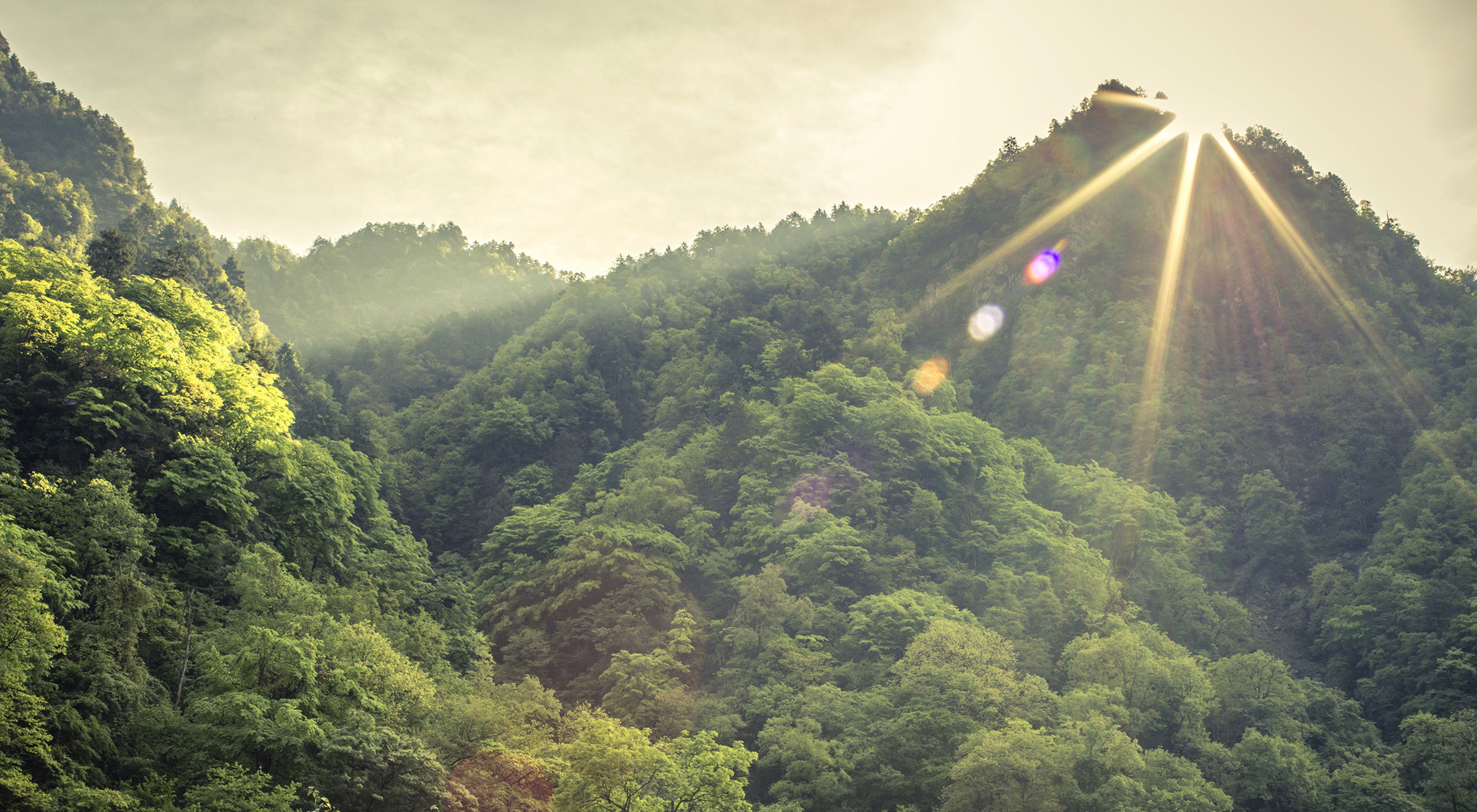 an aerial view of a dense, green forest.