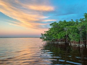 Healthy mangroves for resilient coasts.