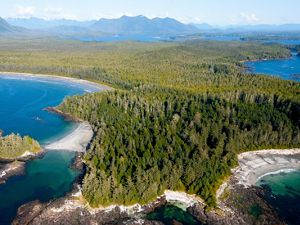 Aerial view of green trees surrounded by water