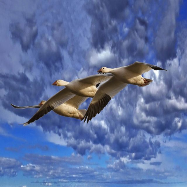 Snow geese in flight above Sauvie Island, Oregon.