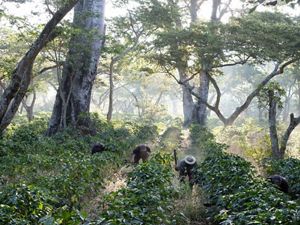 workers working in a field of shade grown coffee plants surrounded by trees