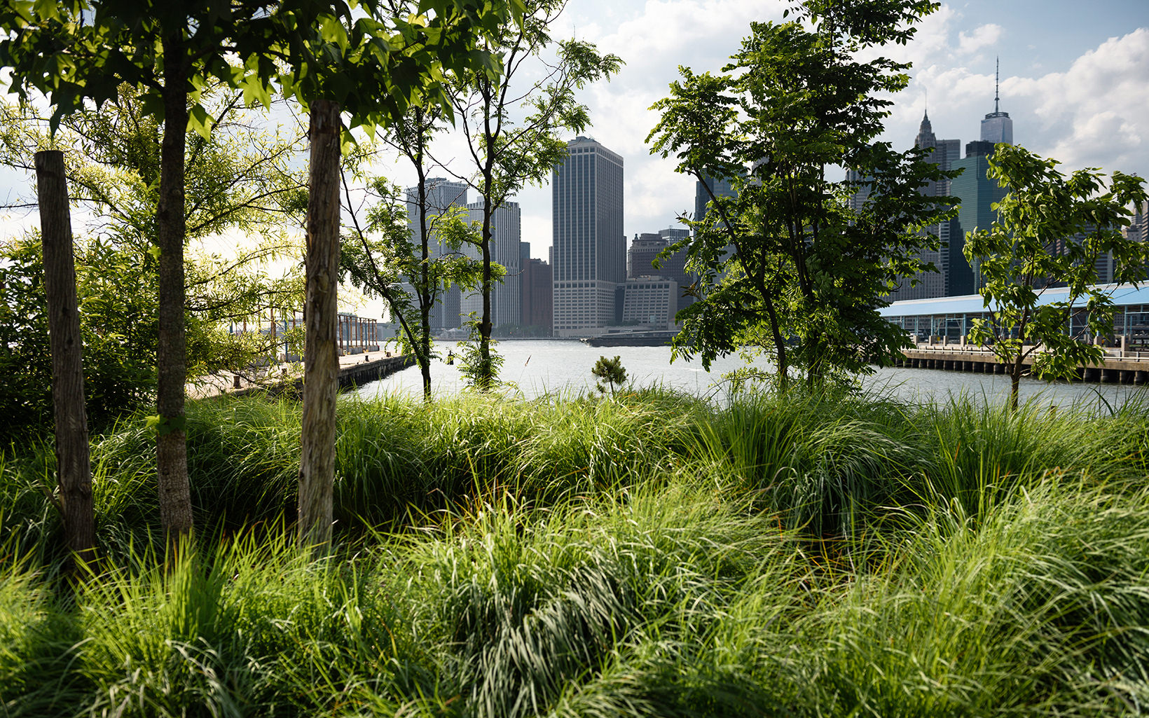 Plants in a city park are illuminated by the sun.