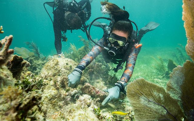 Two scuba divers holding string are repairing a broken piece of coral.