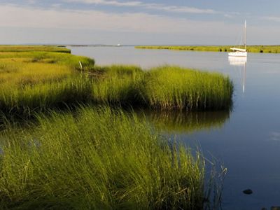 Grasses of a salt marsh surrounded by placid water.