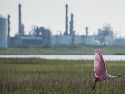 A bird flies over grassy wetland with a factory in the background.