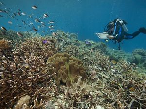 Underwater photo of a diver recording data about a tropical coral reef as fish swim nearby.