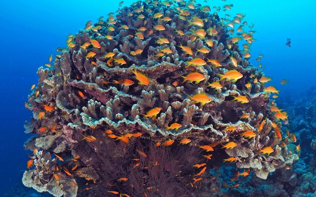 An underwater view of a large coral reef, surrounded by bright orange fish.