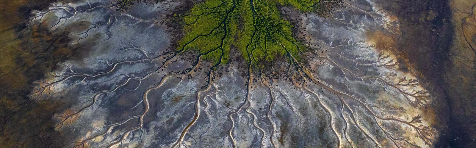 High-altitude view of forests and rivers branching out over land.