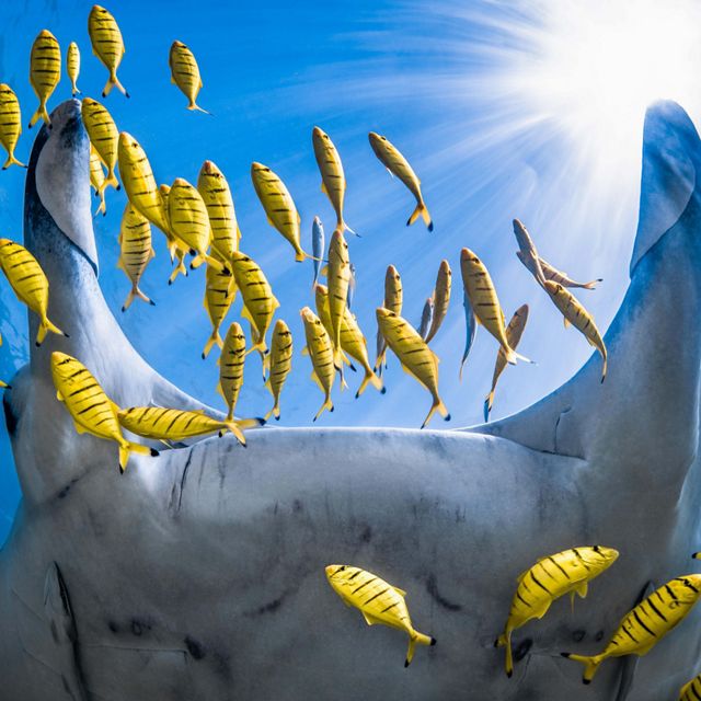 Underwater view looking up at yellow fish with black stripes gathering around the mouth of a manta ray. 