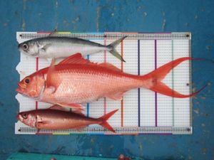 Three fish laying on a measuring matt.