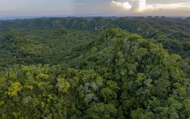 A dense green forest