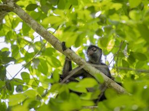 A monkey with dark fur hangs on to a leafy branch.