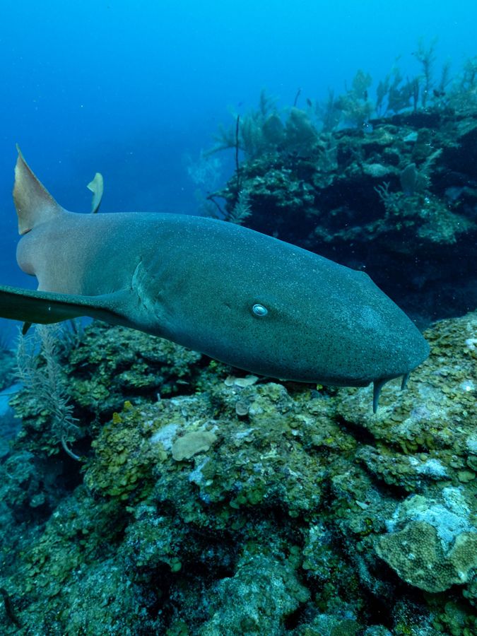 A nurse shark patrols a reed near Mermaid's Lair.