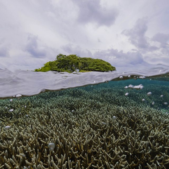 Barrier Reef of Belize