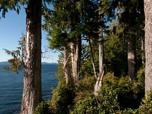 View of evergreen trees along a coast with blue water.