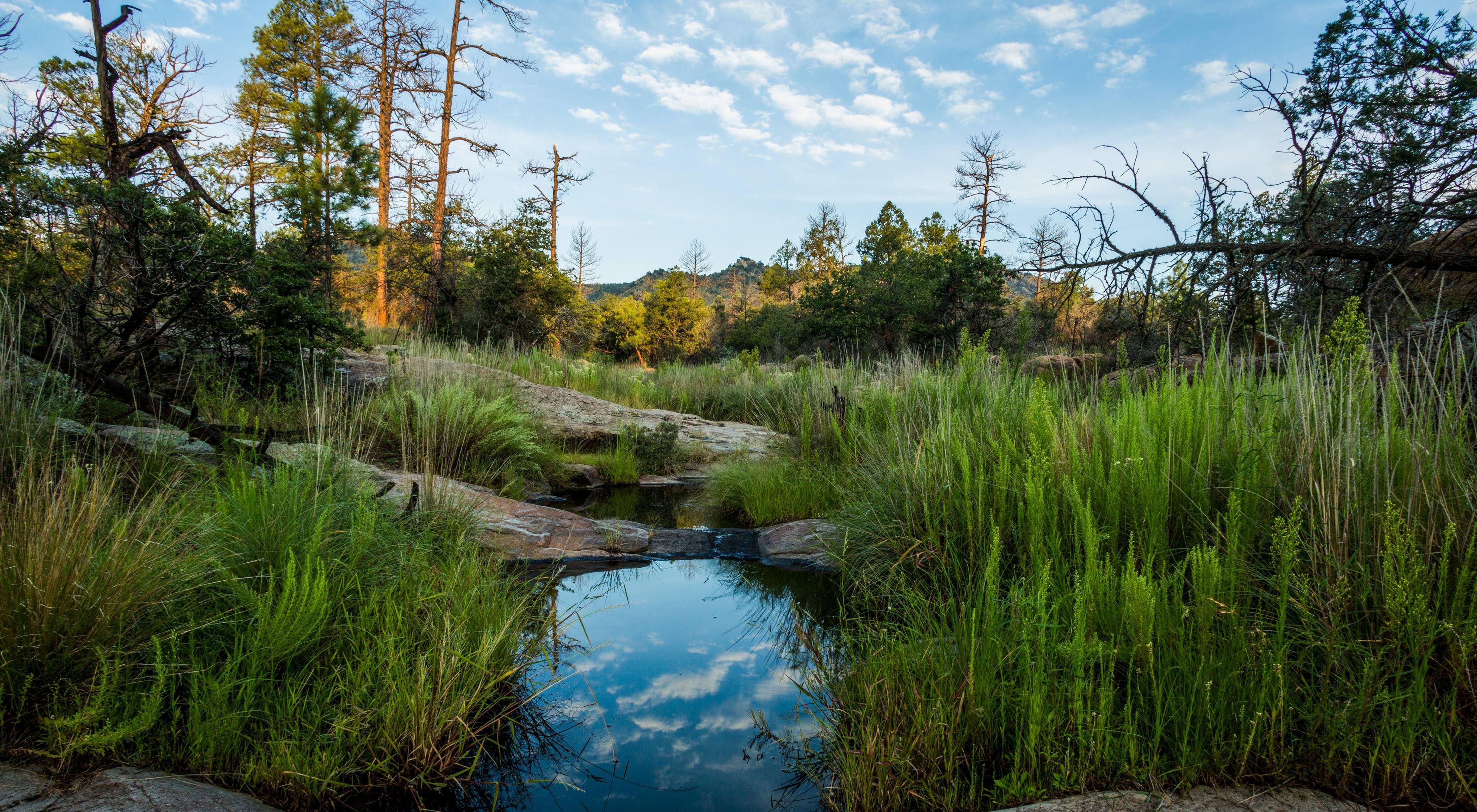 Lush meadow with clouds reflected off a pool of water surrounded by forest.