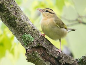 Yellow bird sitting in a tree.